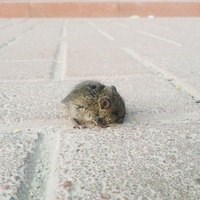 Для Caseus фирменная