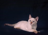 Хамелеон Рязань